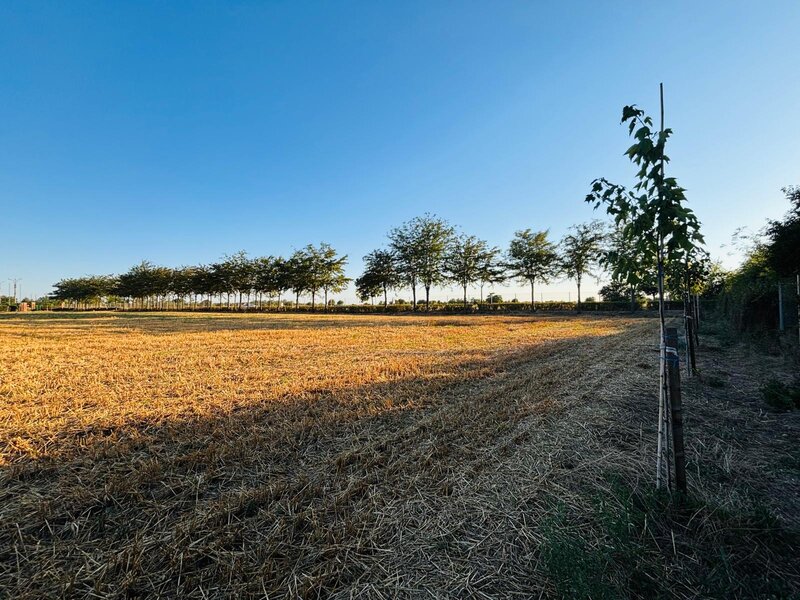 Strada Brebenei 1, Lilieci, Ialomita